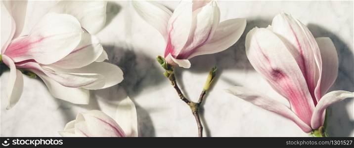 Beautiful pink magnolia flowers on white marble table. Top view. flat lay.