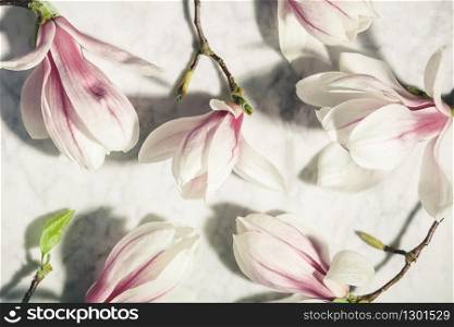 Beautiful pink magnolia flowers on white marble table. Top view. flat lay.