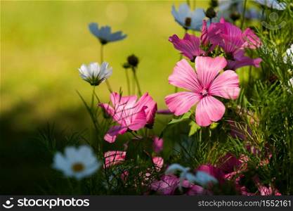 Beautiful Pink malva silvestris flower in garden on natural background. Floral theme. Pink malva silvestris flowers and white cosmos in garden on natural background.