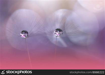Beautiful Pink Nature Background.Floral Art Design.Abstract Macro Photography.Pastel Flower.Dandelion Flowers.Violet Background.Creative Artistic Wallpaper.Wedding Invitation.Celebration,love.Close up View.Water Drops.Tranquil Natural Background.