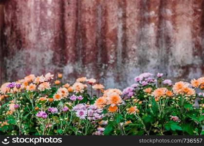 Beautiful Pink orange blooming chrysanthemum flower with old grungy rustic galvanized iron background with copyspace on top