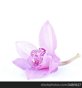 beautiful pink orchid against blue background