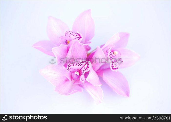 beautiful pink orchid against blue background
