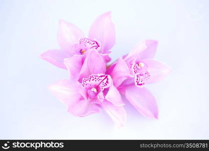 beautiful pink orchid against blue background