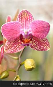 beautiful pink orchid flower with buds , close up