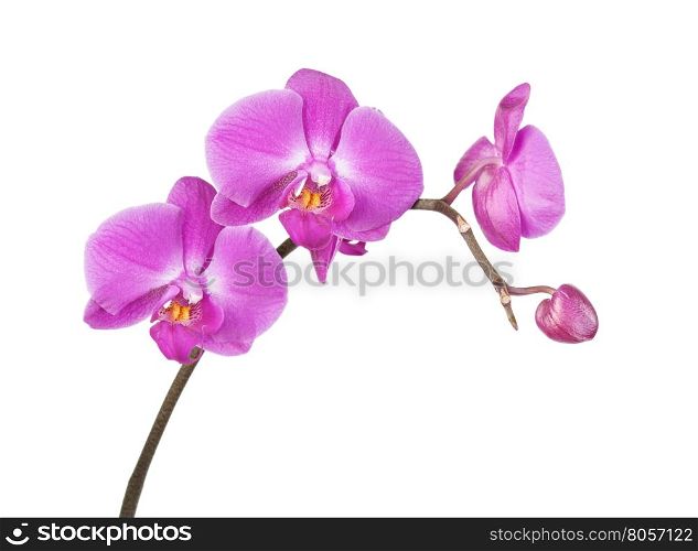 Beautiful pink orchid flowers close-up isolated on a white background