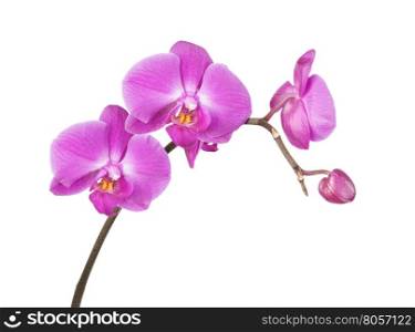 Beautiful pink orchid flowers close-up isolated on a white background