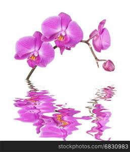 Beautiful pink orchid flowers close-up isolated on a white background reflected in a water surface with small waves