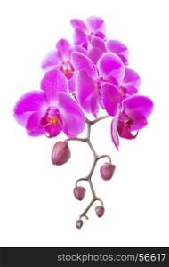 Beautiful pink orchid flowers isolated on a white background