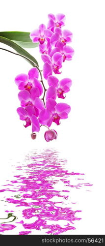 Beautiful pink orchid flowers with green leaves isolated on a white background. Pink orchid on a white background