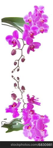 Beautiful pink orchid flowers with green leaves isolated on a white background reflected in a water surface with small waves, vertical image