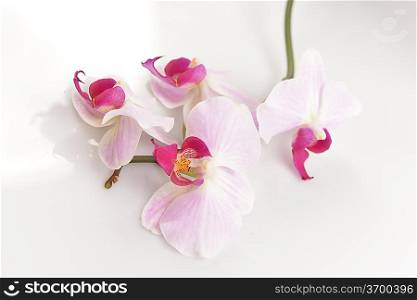 Beautiful pink orchid on a white background closeup