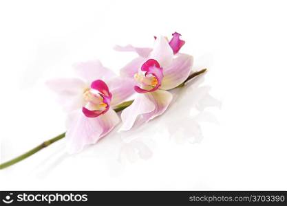 Beautiful pink orchid on a white background closeup