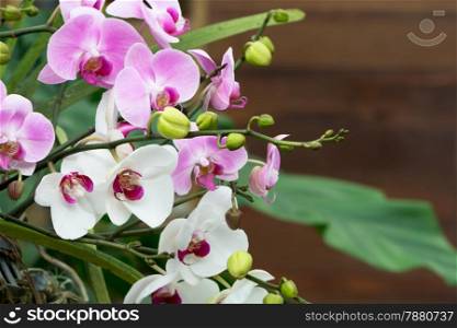 Beautiful pink orchid, phalaenipsis with nature background