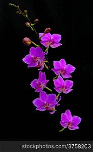 Beautiful pink orchid, Phalaenopsis hybrid