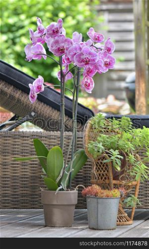 beautiful pink orchid potted and other plant in front of a sunbathing