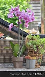 beautiful pink orchid potted and other plant in front of a sunbathing