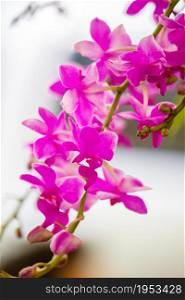 Beautiful Pink Orchid With Blurred Background.