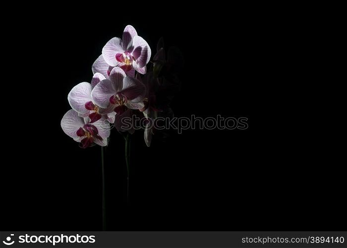 Beautiful pink orchids flower in a bright light