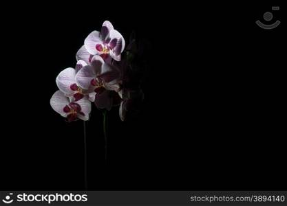 Beautiful pink orchids flower in a bright light