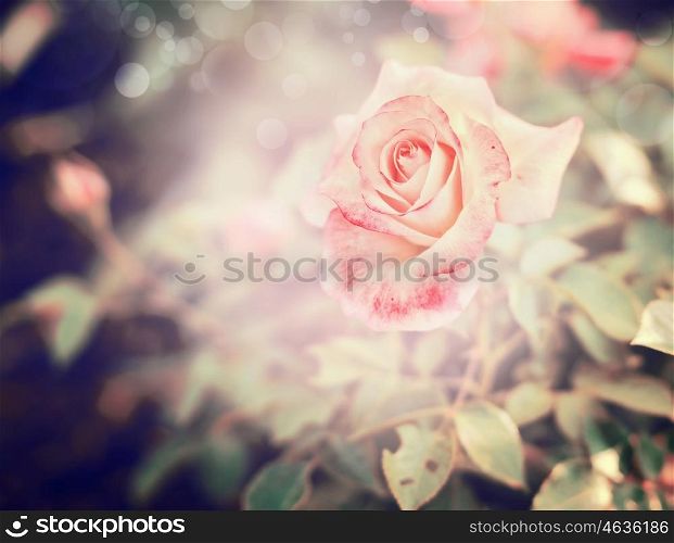 beautiful pink pale rose on blurred nature background, toned