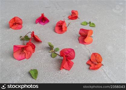 Beautiful pink red bougainvillea blooming on cement background, Bright pink red bougainvillea flowers as a floral background. Close-up Bougainvillea tree with flowers
