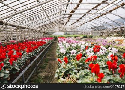 beautiful pink red flowers growing greenhouse