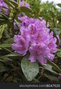 Beautiful pink Rhododendron tree blossoms. blooming purple rhododendron