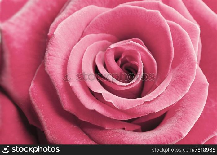 beautiful pink rose background