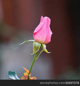 beautiful pink rose flower in the garden