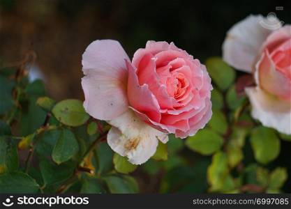 beautiful pink rose flower in the garden