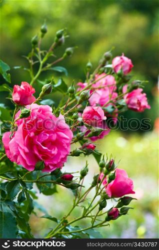 Beautiful pink rose flower (macro)
