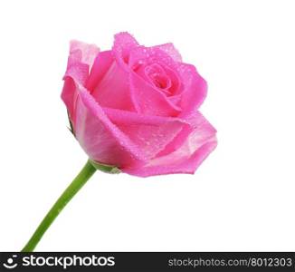 Beautiful pink rose flower with drops isolated