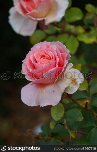 beautiful pink rose flowers in the garden