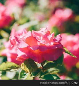 Beautiful Pink Rose Garden In Summer