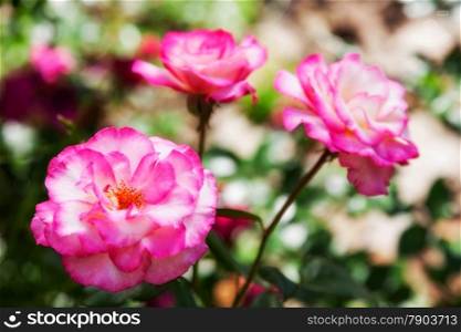 beautiful pink rose in natue