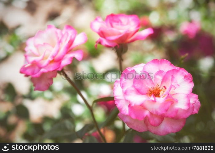 beautiful pink rose in nature