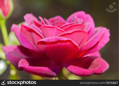Beautiful pink rose in the garden.