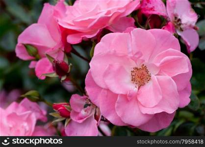 Beautiful pink rose in the garden