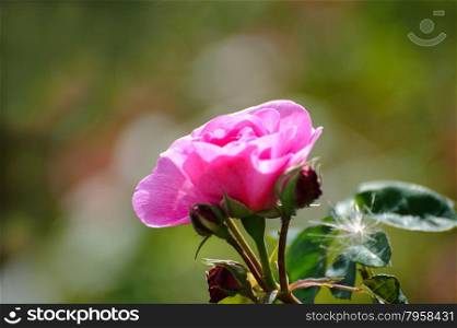 Beautiful pink rose in the garden