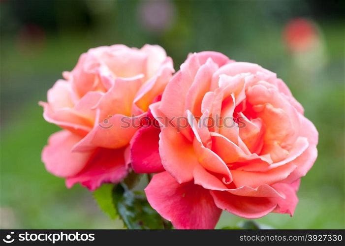Beautiful pink rose in the garden, sort Troika