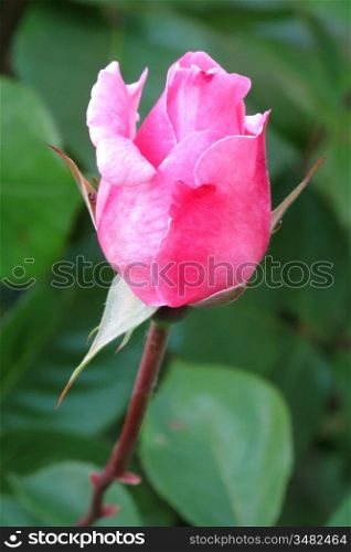 Beautiful pink rose in the garden surrounded by green leaves