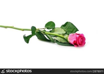 beautiful pink rose isolated close up