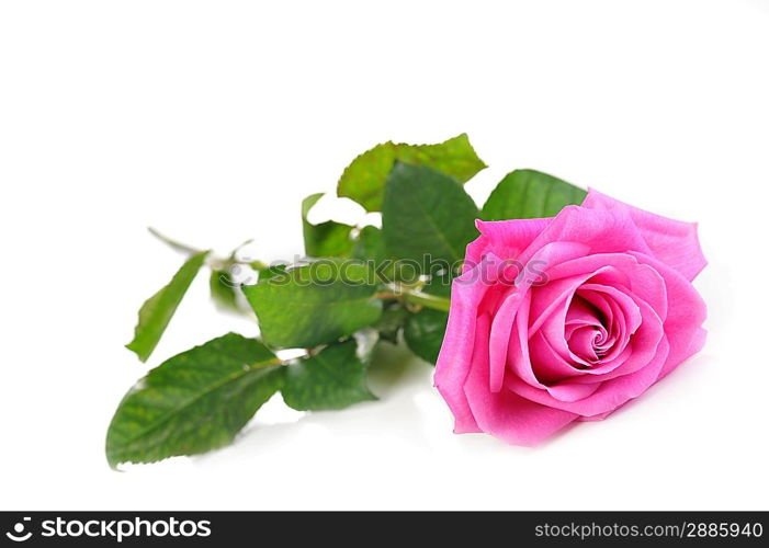 beautiful pink rose isolated close up