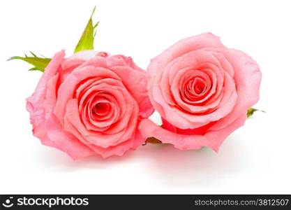 Beautiful pink rose, isolated on white background