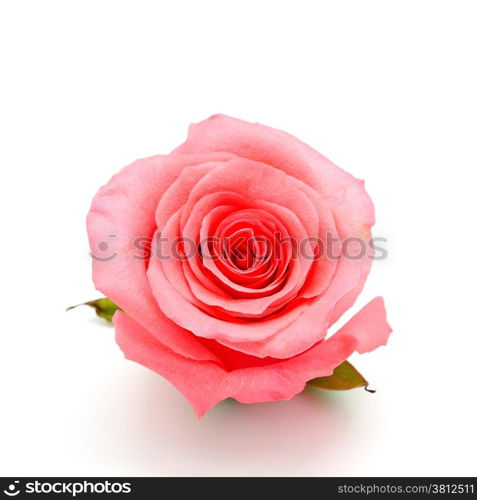 Beautiful pink rose, isolated on white background