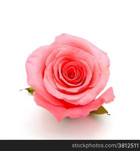 Beautiful pink rose, isolated on white background