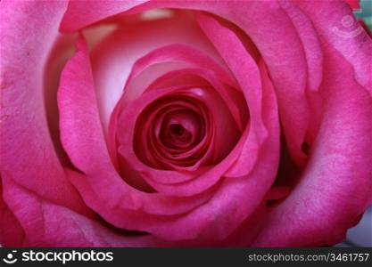 beautiful pink rose macro closeup
