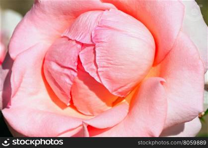 Beautiful pink rose. Natural background.