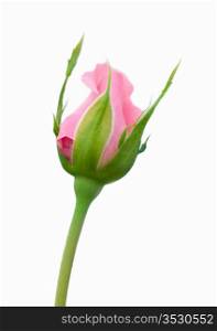 Beautiful pink rose on a white background. Shallow focus
